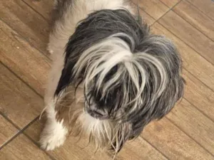 Cachorro raça Shitzu idade 1 ano nome Linda
