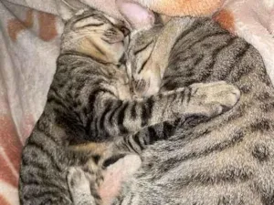 Gato raça SRD-ViraLata idade 1 ano nome Bubles e Geromel