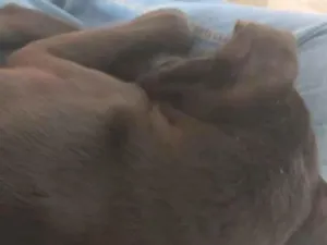 Cachorro raça SRD-ViraLata idade 7 a 11 meses nome não tem nome