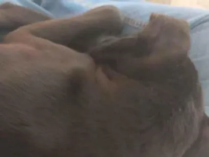 Cachorro raça SRD-ViraLata idade 7 a 11 meses nome não tem nome