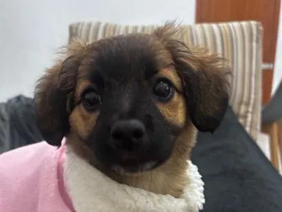 Cachorro raça SRD-ViraLata idade 2 a 6 meses nome Zara