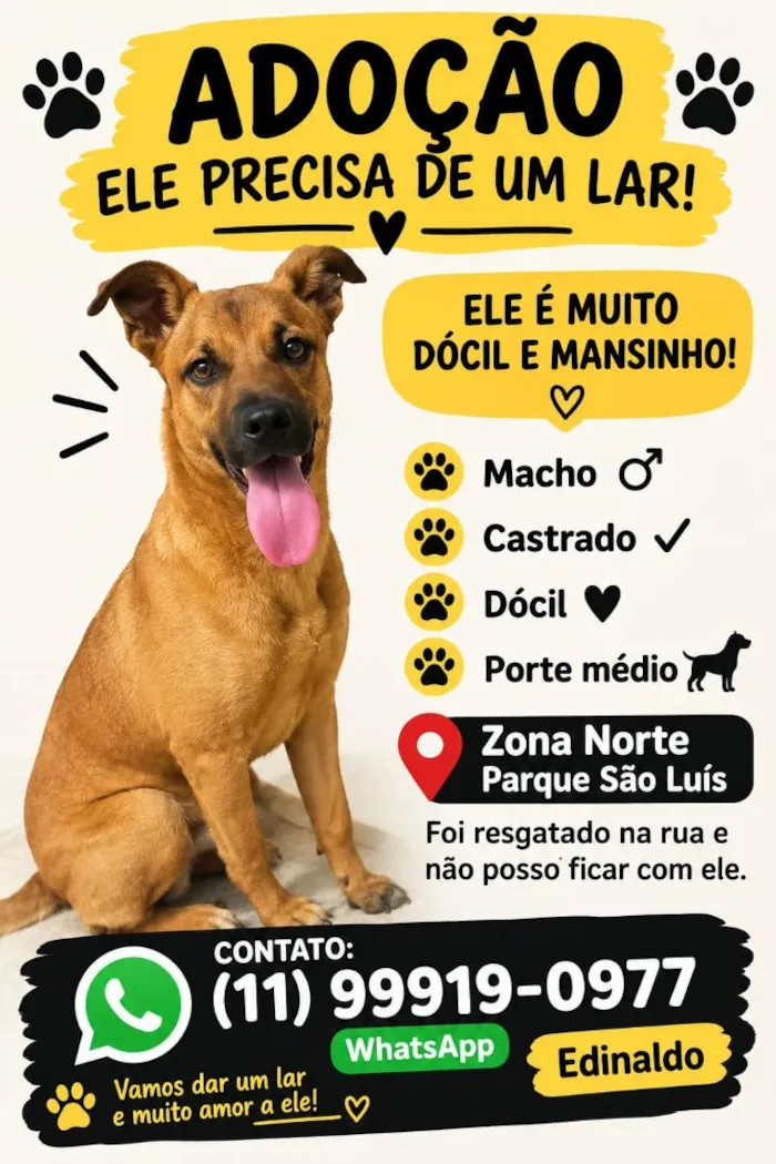 Cachorro raça SRD-ViraLata idade 2 a 6 meses nome duque