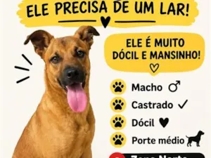 Cachorro raça SRD-ViraLata idade 2 a 6 meses nome duque