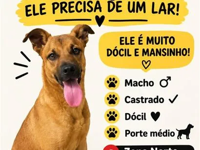 Cachorro raça SRD-ViraLata idade 2 a 6 meses nome duque