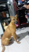 duque