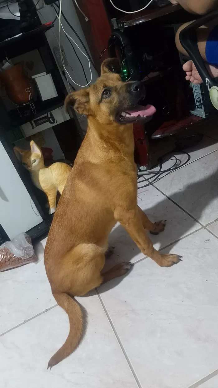Cachorro raça SRD-ViraLata idade 2 a 6 meses nome duque