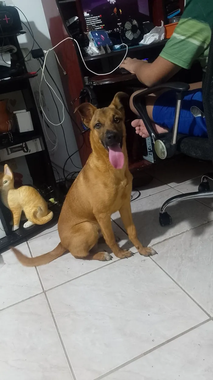 Cachorro raça SRD-ViraLata idade 2 a 6 meses nome duque