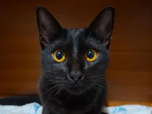 Gato raça SRD-ViraLata idade 2 a 6 meses nome Gatinha s/n