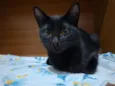 Gatinho s/n