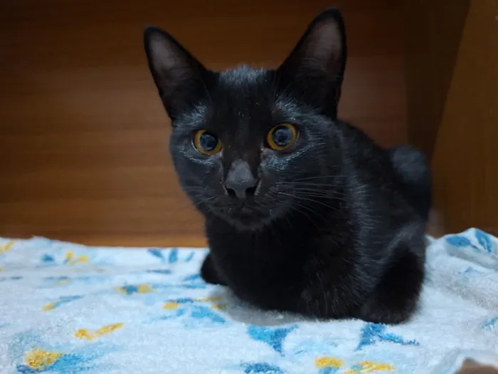 Gato raça SRD-ViraLata idade 2 a 6 meses nome Gatinho s/n