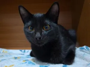 Gato raça SRD-ViraLata idade 2 a 6 meses nome Gatinho s/n