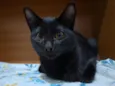 Gatinho s/n