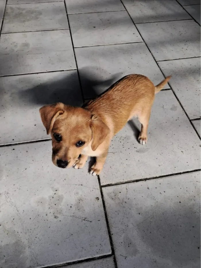Cachorro raça SRD-ViraLata idade 2 a 6 meses nome Anita 