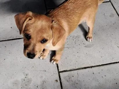 Cachorro raça SRD-ViraLata idade 2 a 6 meses nome Anita 