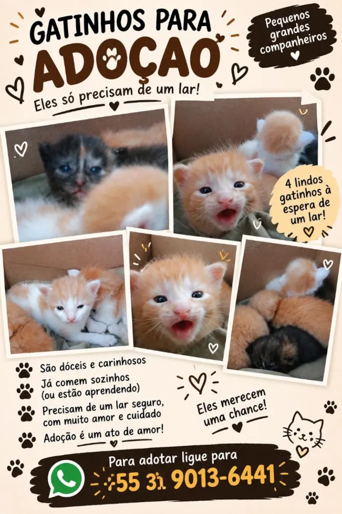 Gato raça SRD-ViraLata idade Abaixo de 2 meses nome sem nomes