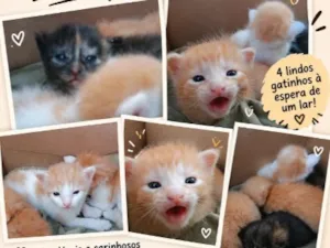 Gato raça SRD-ViraLata idade Abaixo de 2 meses nome sem nomes