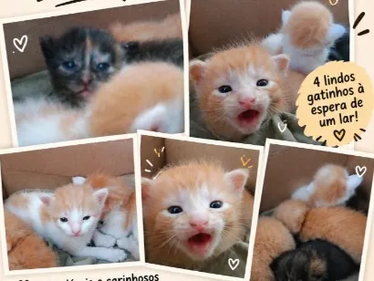 Gato raça SRD-ViraLata idade Abaixo de 2 meses nome sem nomes