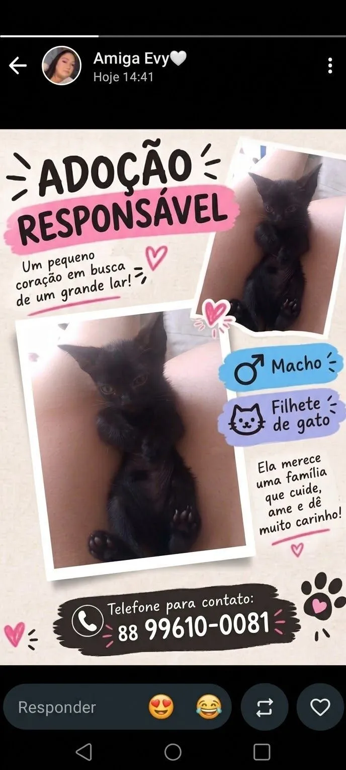 Cachorro raça Pit-Bull idade 1 ano nome Sthefany 