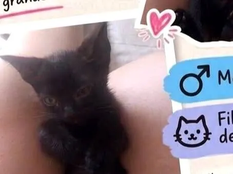 Cachorro raça Pit-Bull idade 1 ano nome Sthefany 