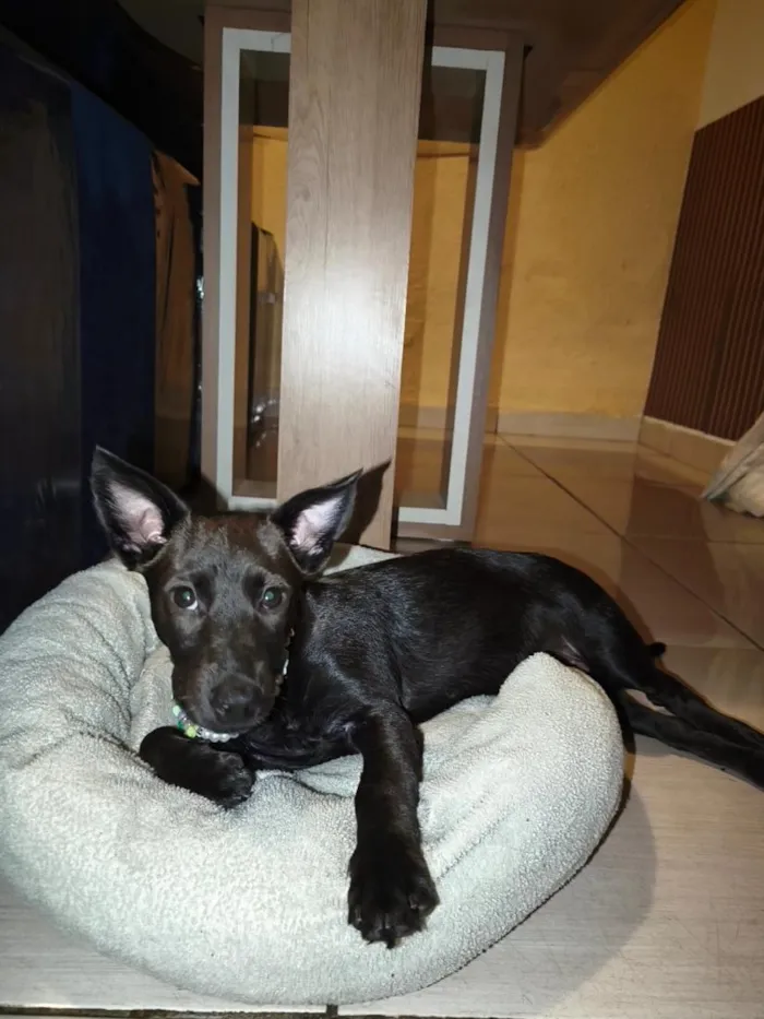 Cachorro raça SRD-ViraLata idade 2 a 6 meses nome Sem nome definido