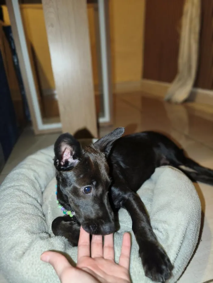 Cachorro raça SRD-ViraLata idade 2 a 6 meses nome Sem nome definido