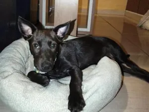 Cachorro raça SRD-ViraLata idade 2 a 6 meses nome Sem nome definido
