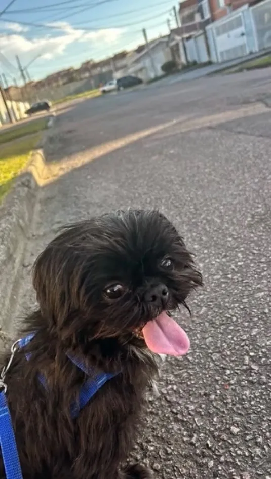 Cachorro raça Shitzu idade 4 anos nome LUA