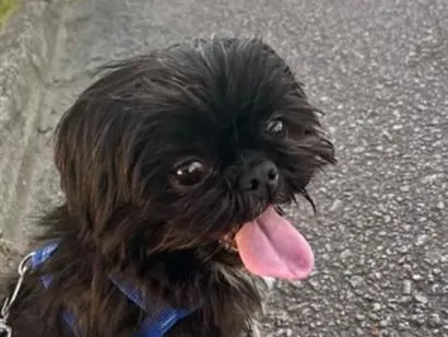 Cachorro raça Shitzu idade 4 anos nome LUA