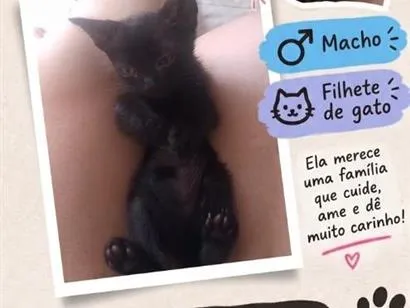Gato raça SRD-ViraLata idade Abaixo de 2 meses nome sem nome 