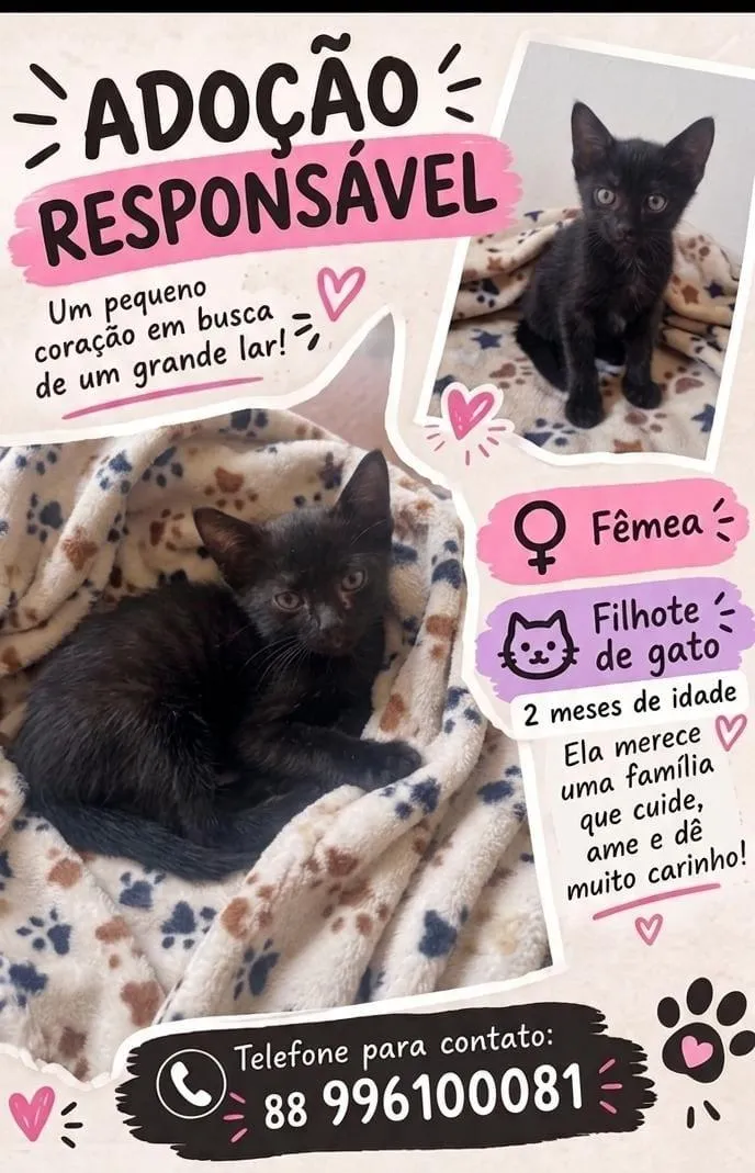 Gato raça SRD-ViraLata idade 2 a 6 meses nome sem nome 