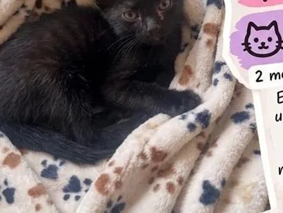 Gato raça SRD-ViraLata idade 2 a 6 meses nome sem nome 