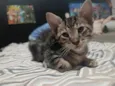 tigrão 