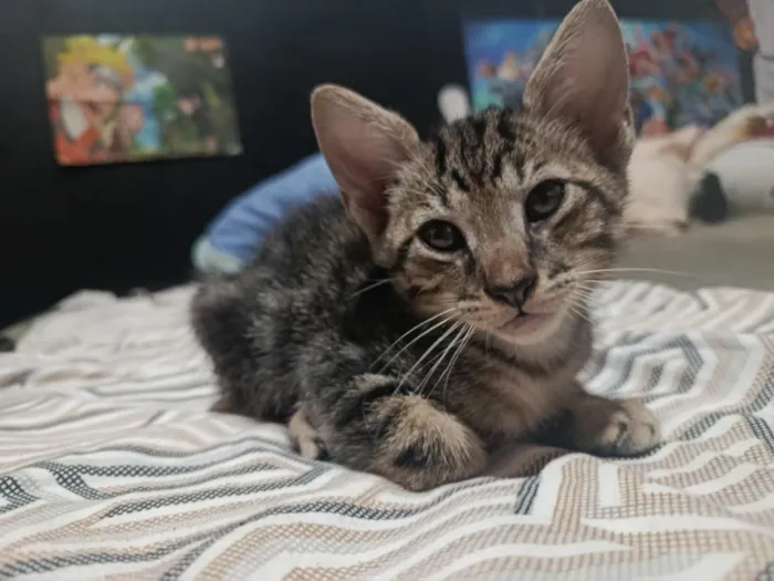 Gato raça SRD-ViraLata idade Abaixo de 2 meses nome tigrão 