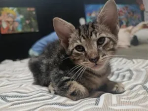 Gato raça SRD-ViraLata idade Abaixo de 2 meses nome tigrão 