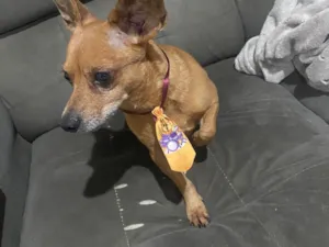 Cachorro raça SRD-ViraLata idade 6 ou mais anos nome Thor