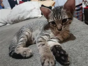Gato raça SRD-ViraLata idade Abaixo de 2 meses nome panterinha