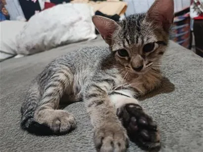 Gato raça SRD-ViraLata idade Abaixo de 2 meses nome panterinha