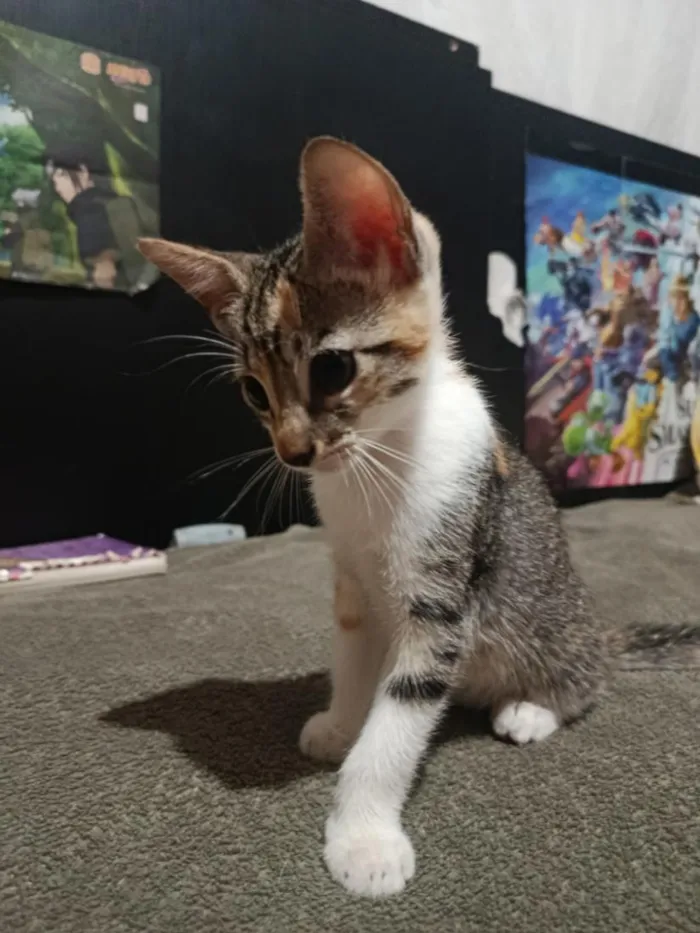 Gato raça SRD-ViraLata idade Abaixo de 2 meses nome lucky