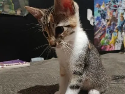 Gato raça SRD-ViraLata idade Abaixo de 2 meses nome lucky