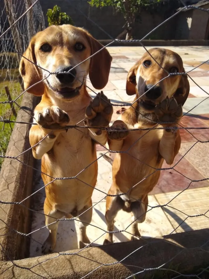 Cachorro raça Basset-Cofap idade 6 ou mais anos nome John e Lennon