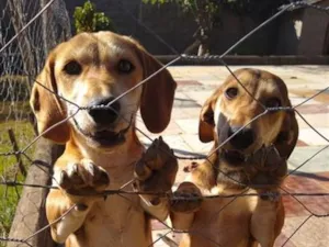 Cachorro raça Basset-Cofap idade 6 ou mais anos nome John e Lennon