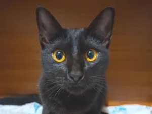 Gato raça SRD-ViraLata idade 2 a 6 meses nome Gatinha s/n
