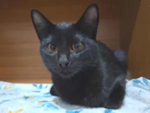 Gato raça SRD-ViraLata idade 2 a 6 meses nome Gatinho s/n