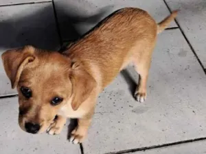 Cachorro raça SRD-ViraLata idade 2 a 6 meses nome Anita 
