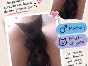 Gato raça SRD-ViraLata idade Abaixo de 2 meses nome sem nome 