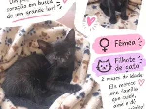 Gato raça SRD-ViraLata idade 2 a 6 meses nome sem nome 