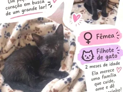 Gato raça SRD-ViraLata idade 2 a 6 meses nome sem nome 