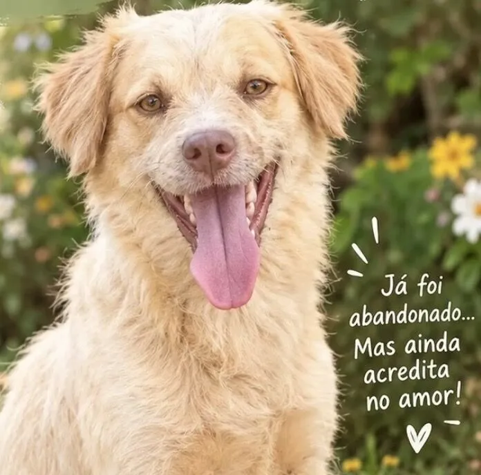 Cachorro raça SRD-ViraLata idade 3 anos nome Victorio 