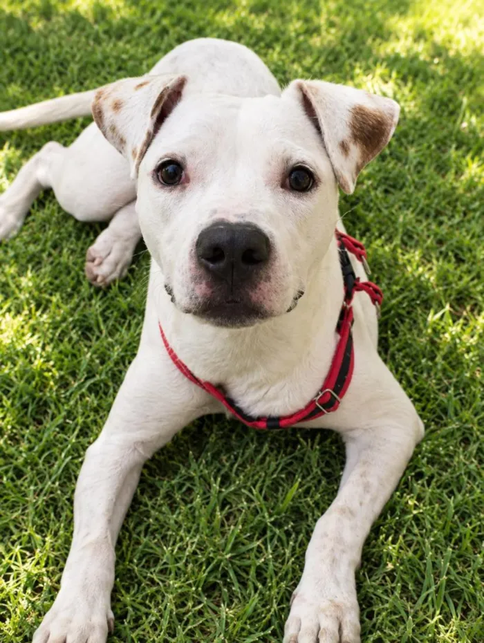 Cachorro raça SRD-ViraLata idade 7 a 11 meses nome Brutos