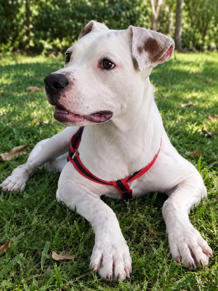Cachorro raça SRD-ViraLata idade 7 a 11 meses nome Brutos
